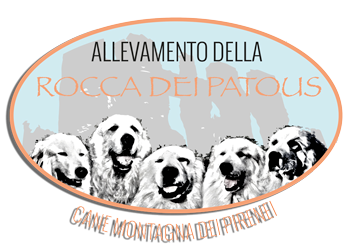 Cane Montagna dei Pirenei - Rocca dei Patous