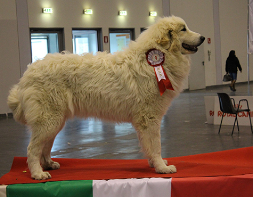 EXPO INTERNAZIONALE DI  PADOVA 15 GENNAIO 2017